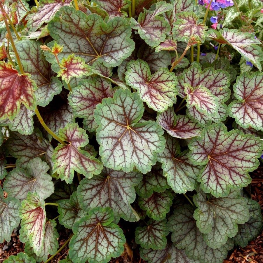 Heuchera (green spice)