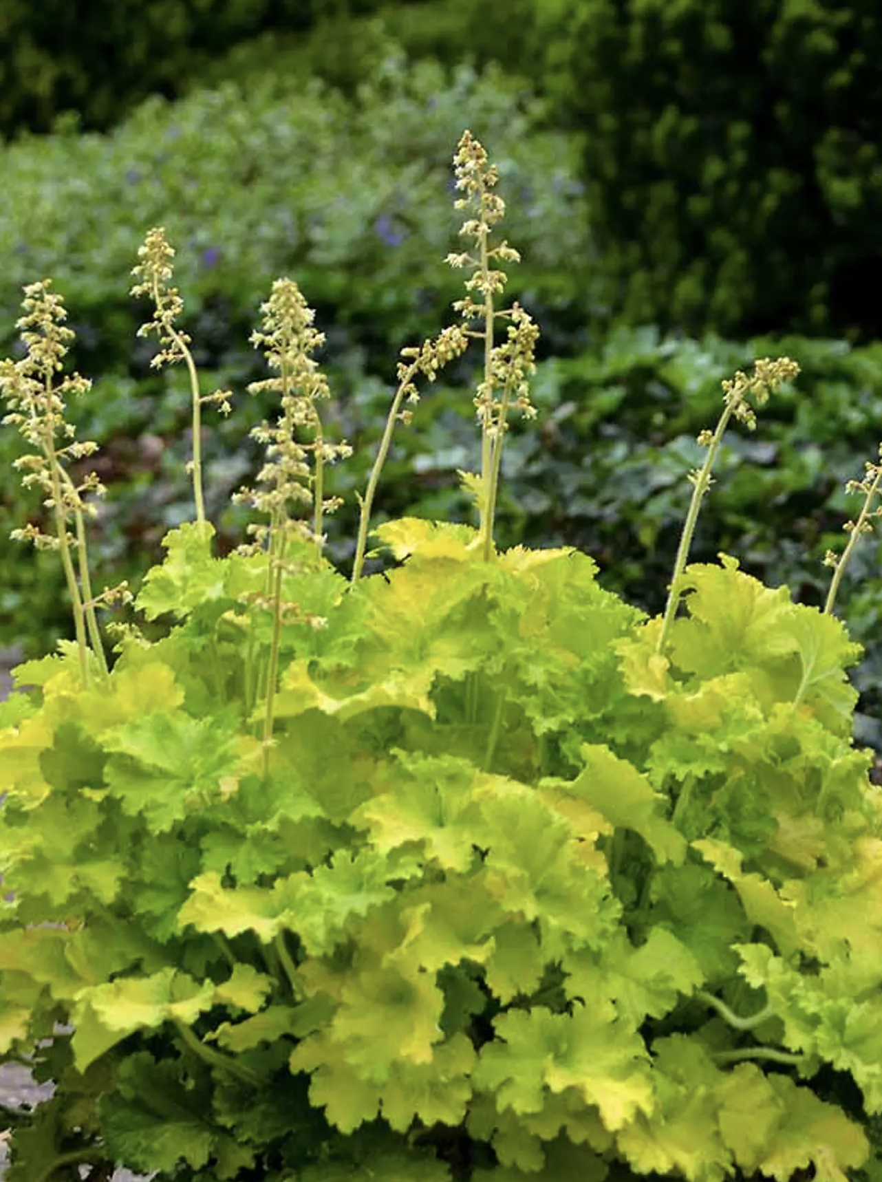 Heuchera (lime)