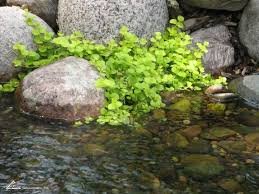 Moneywort, aka creeping Jenny, ground cover