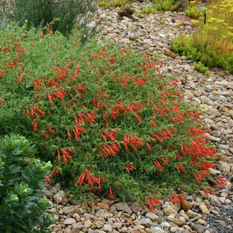 Hummingbird Carpet