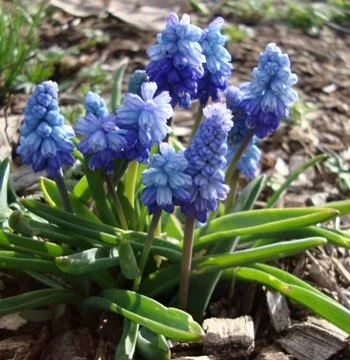 Muscari, aka mini grape hyacinth