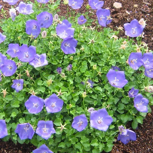 Tussock Bellflower
