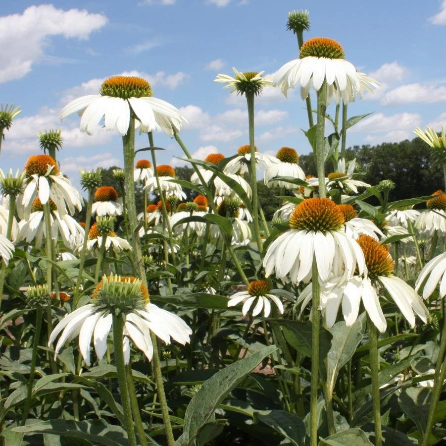 Echinacea, white