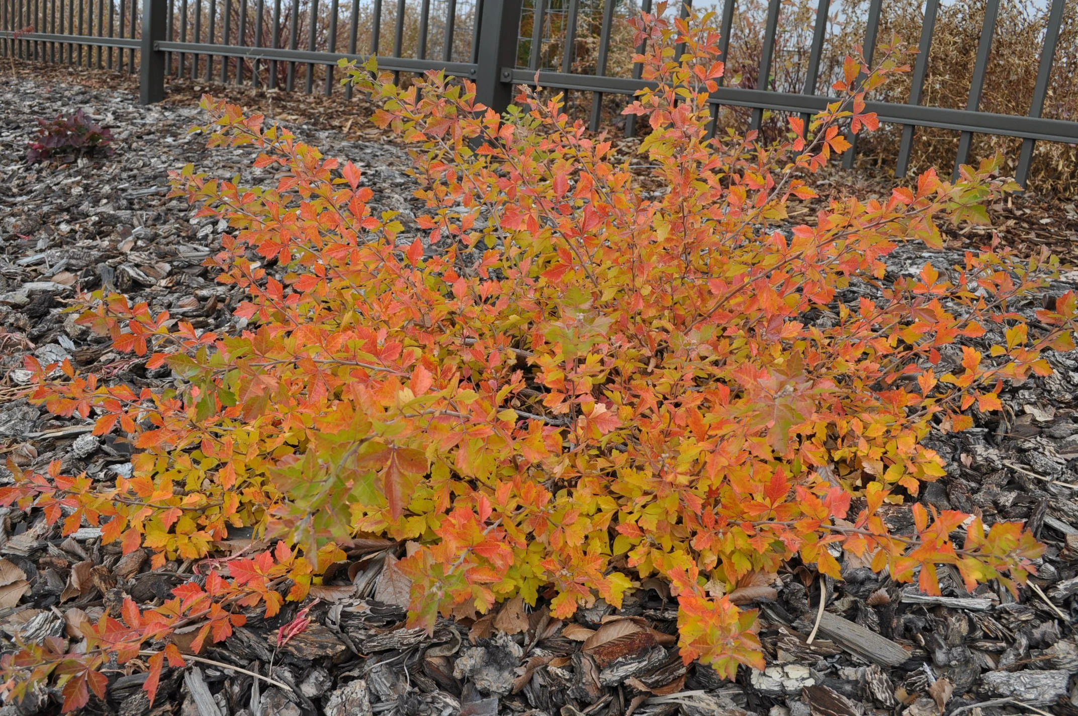 Autumn Amber Sumac (non suckering)