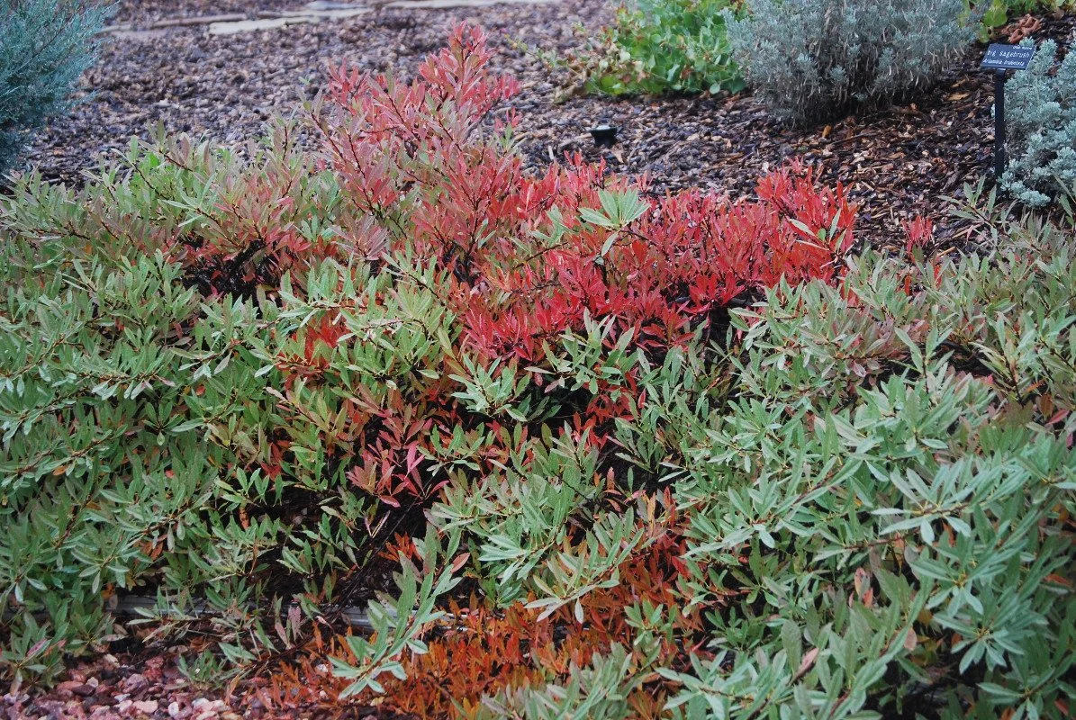 Sandcherry (pawnee buttes)