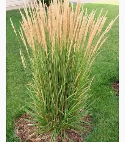 Karl Forester (feather reed grass)