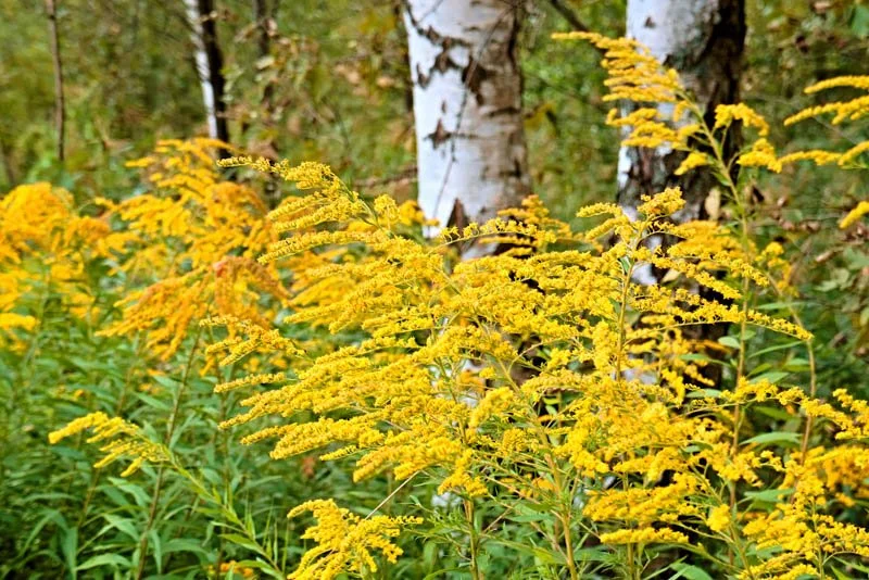 Goldenrod (Missouri)
