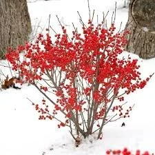 Winterberry holly