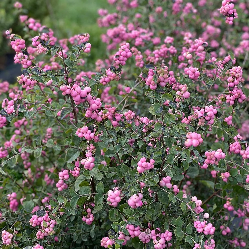 Snowberry (coralberry hancock)