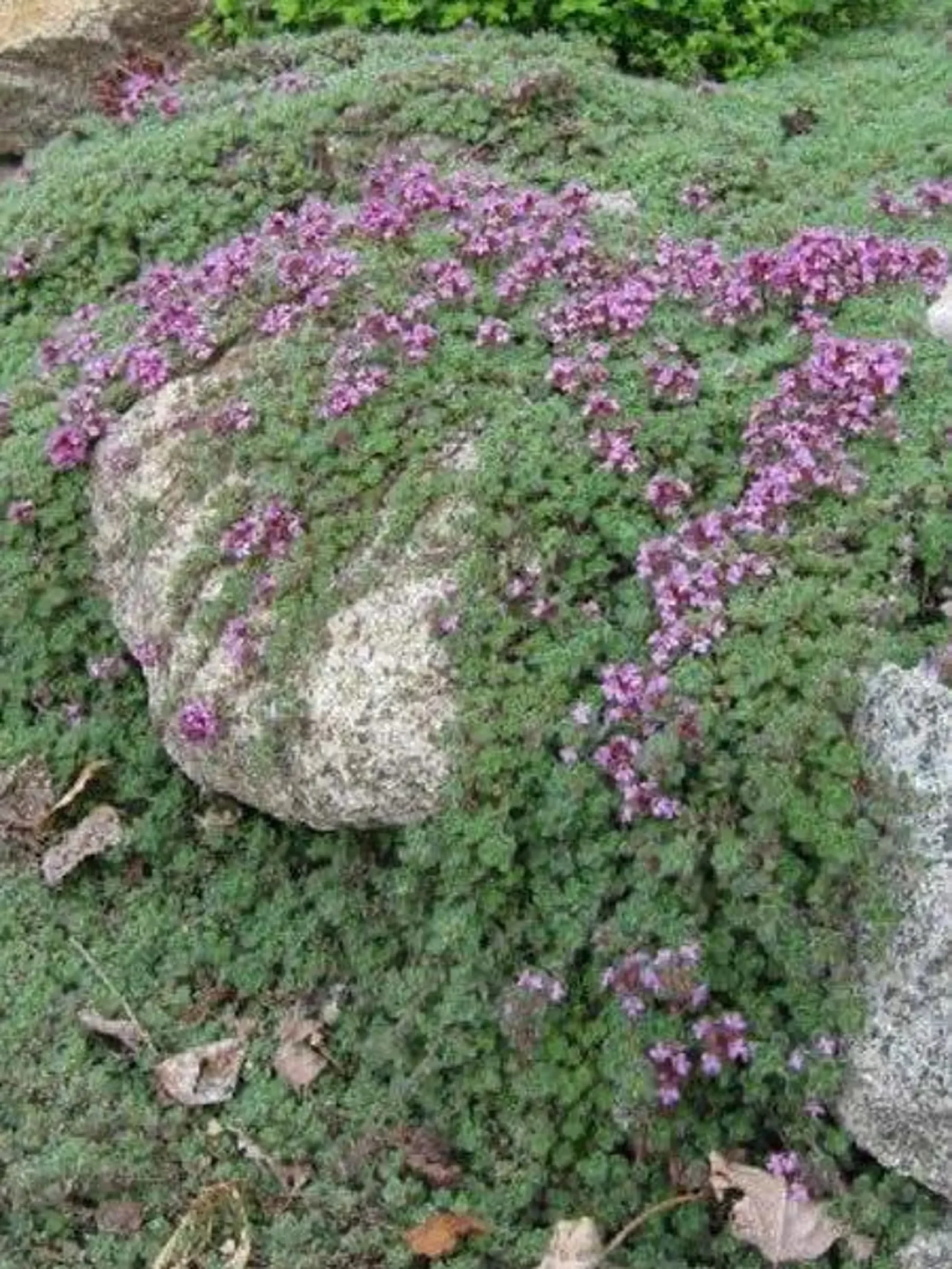 Woolly Thyme, aka steppable ground cover