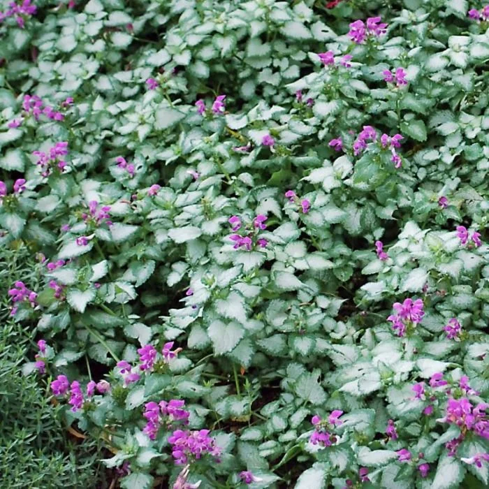 Lamium, ground cover, purple