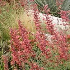Sunset Hyssop