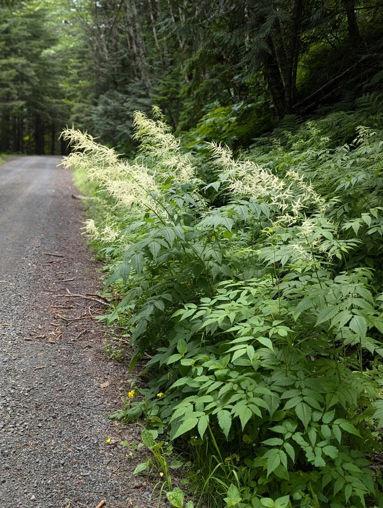 Goat's Beard