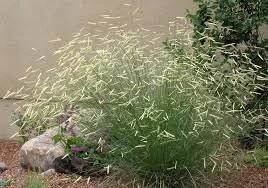 Blue Gramma Grass (blonde ambition)