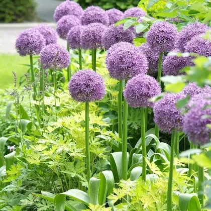 Allium (millenium or giant)