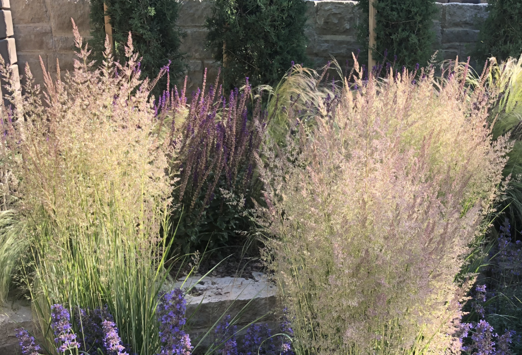 Korean Feather Reed Grass