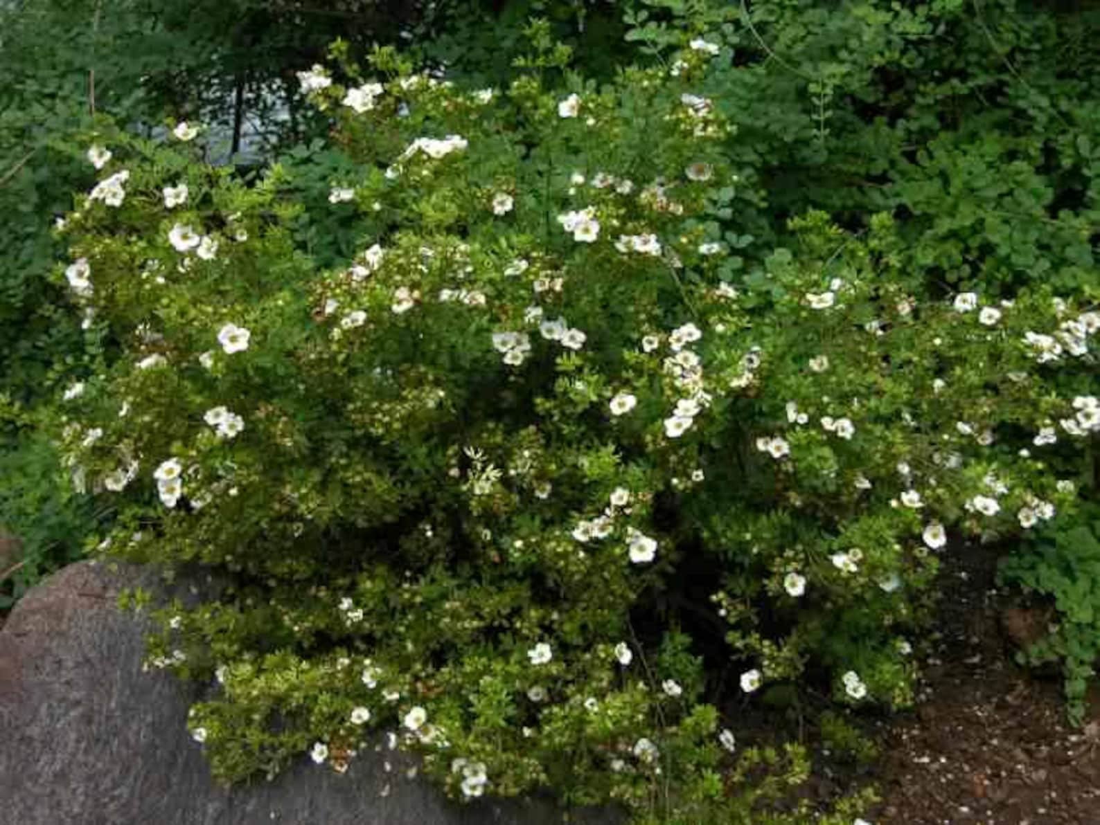 Potentilla (shrubby cinqfoil) white