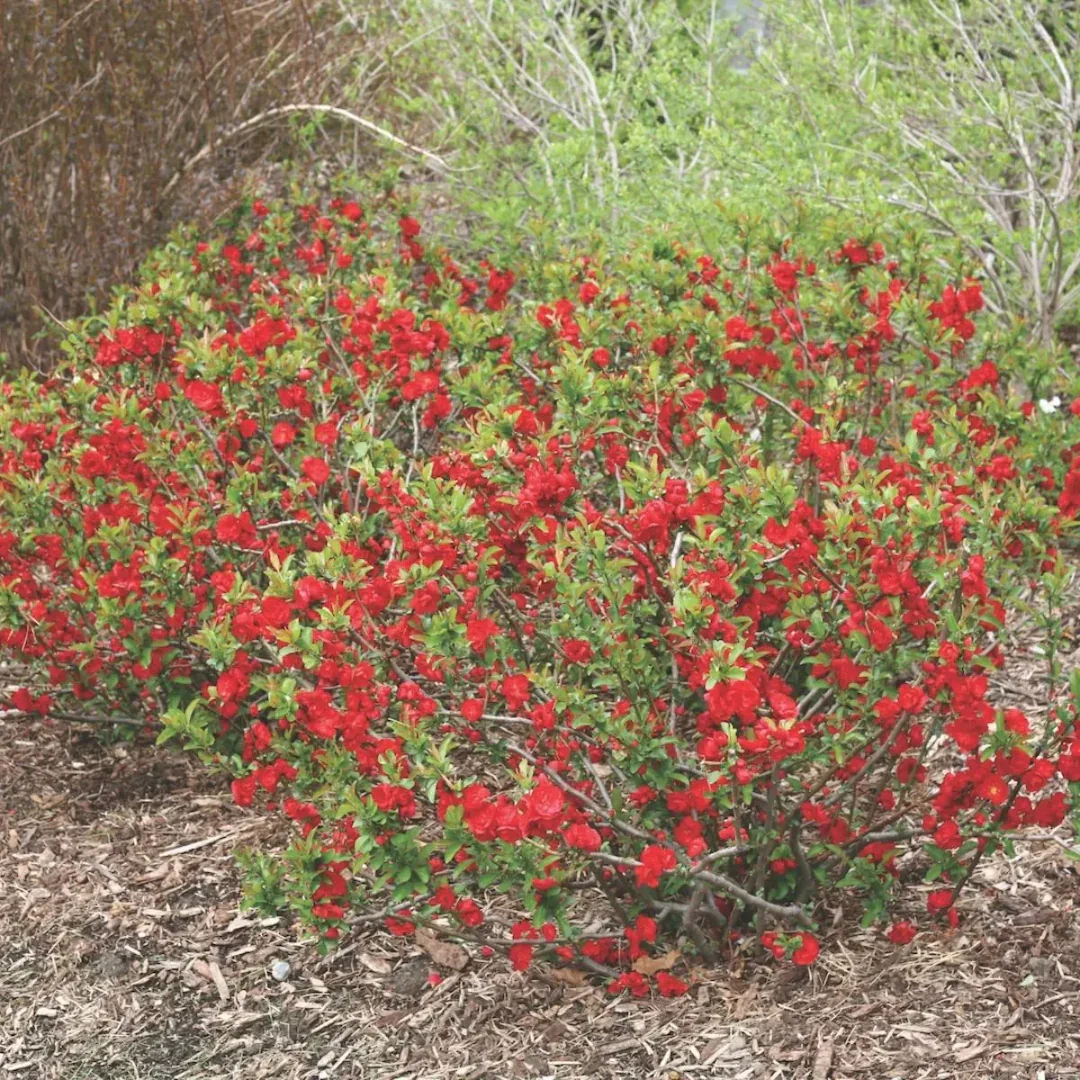 Quince 'Texas Scarlet' Dwarf