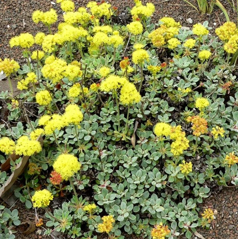 Buckwheat (groundcover)