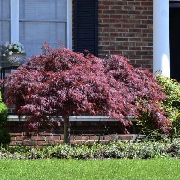 Japanese Maple - Laceleaf, weeping