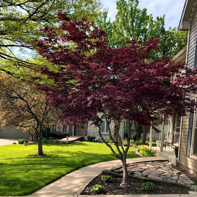 Japanese Maple - Bloodgood