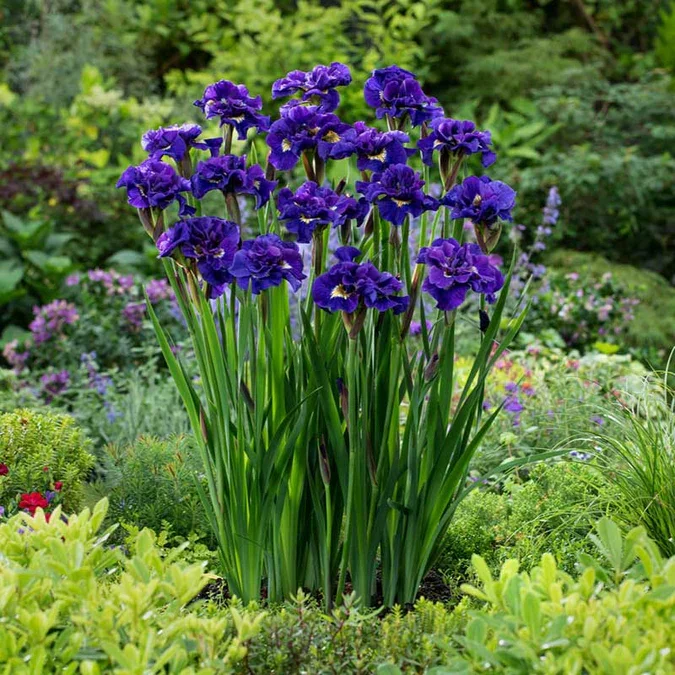 Siberian Iris