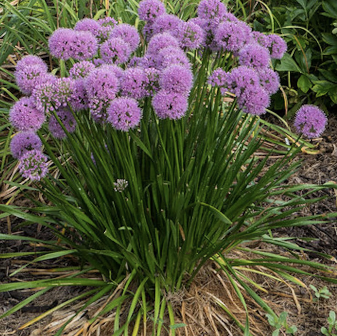 Allium Millenium