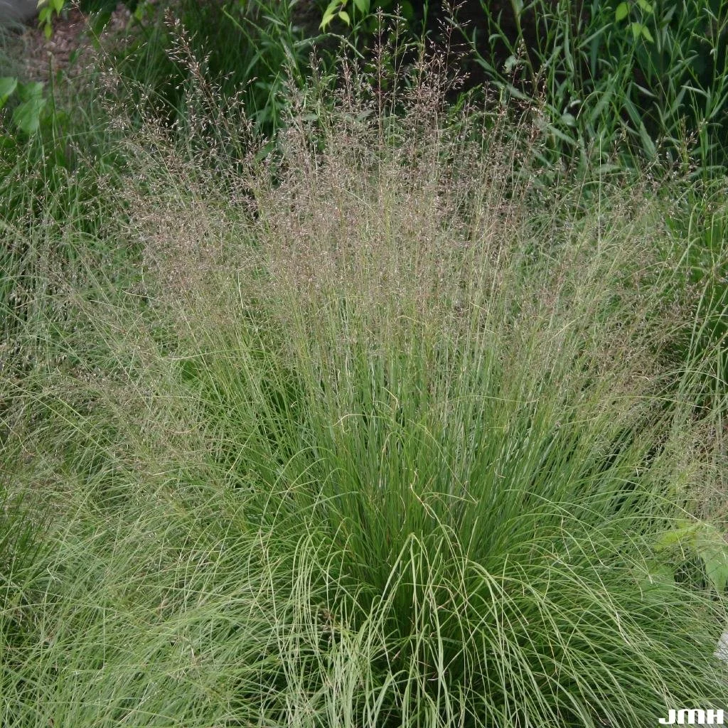 Prairie Drop Seed Grass