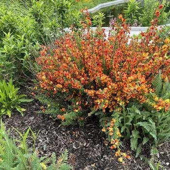 'San Francisco' Broom