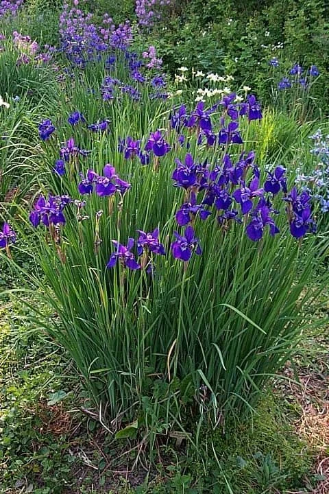 siberian-irises-boulder.jpg