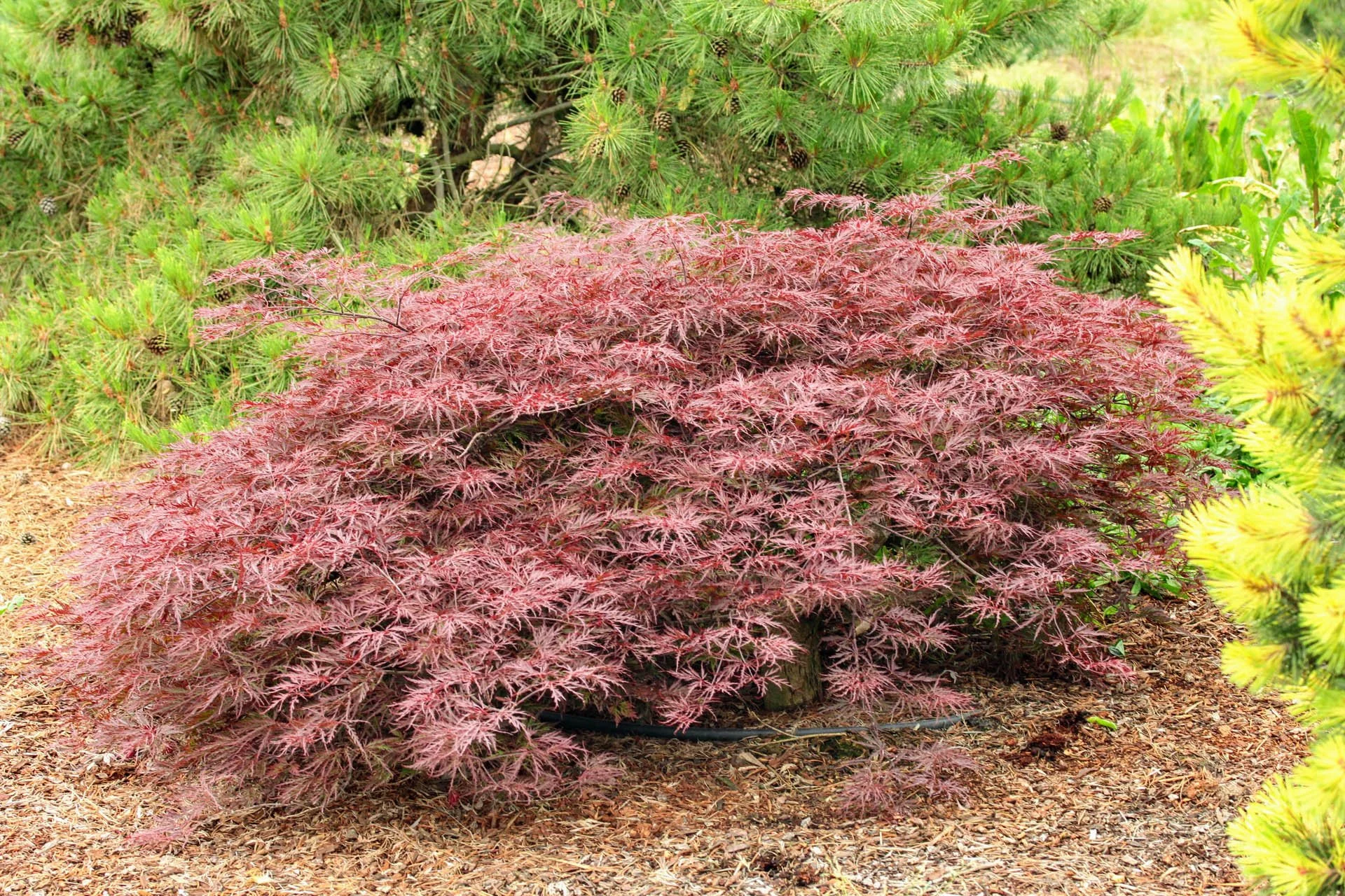 Japanese Maple Laceleaf - low