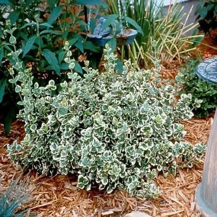 Euonymus "Emerald Gaity"