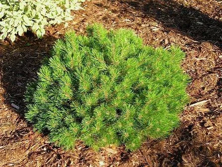 Mugo Pine "Mops" (mounded)