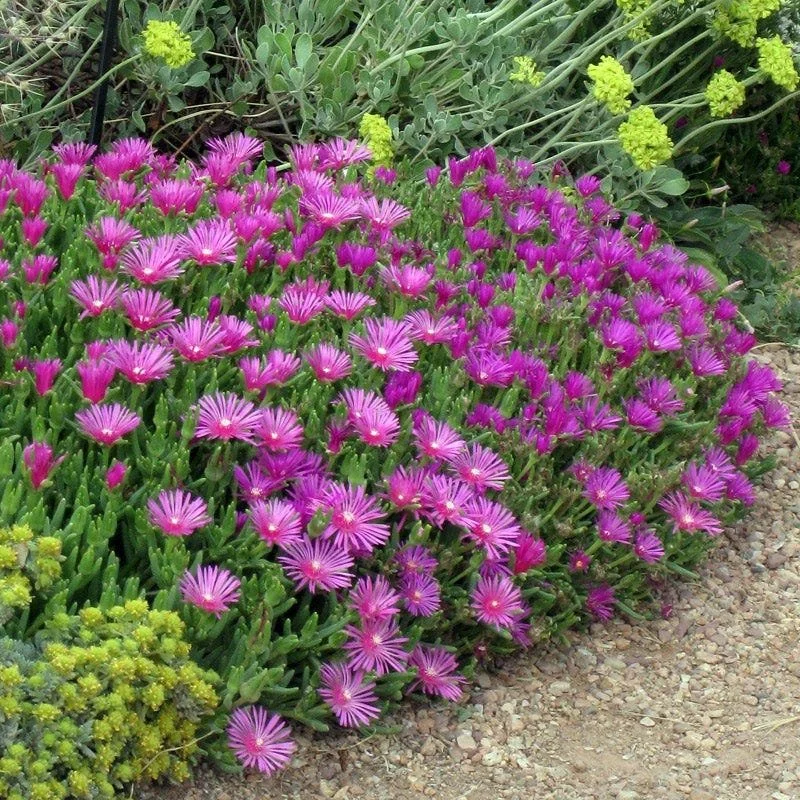 Iceplant (purple) - existing