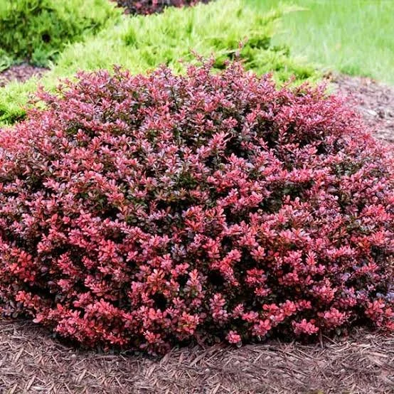 Japanese Barberry - dwarf red