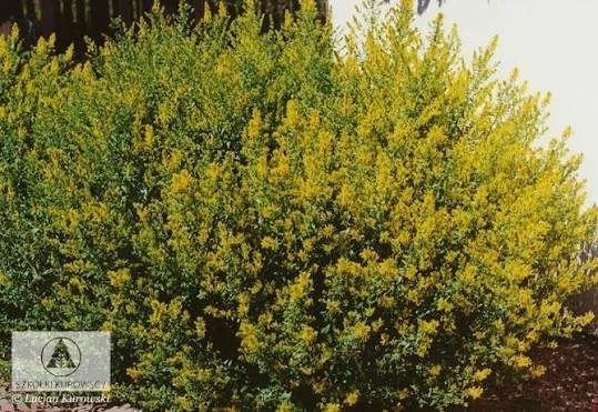Scotch Broom - royal gold