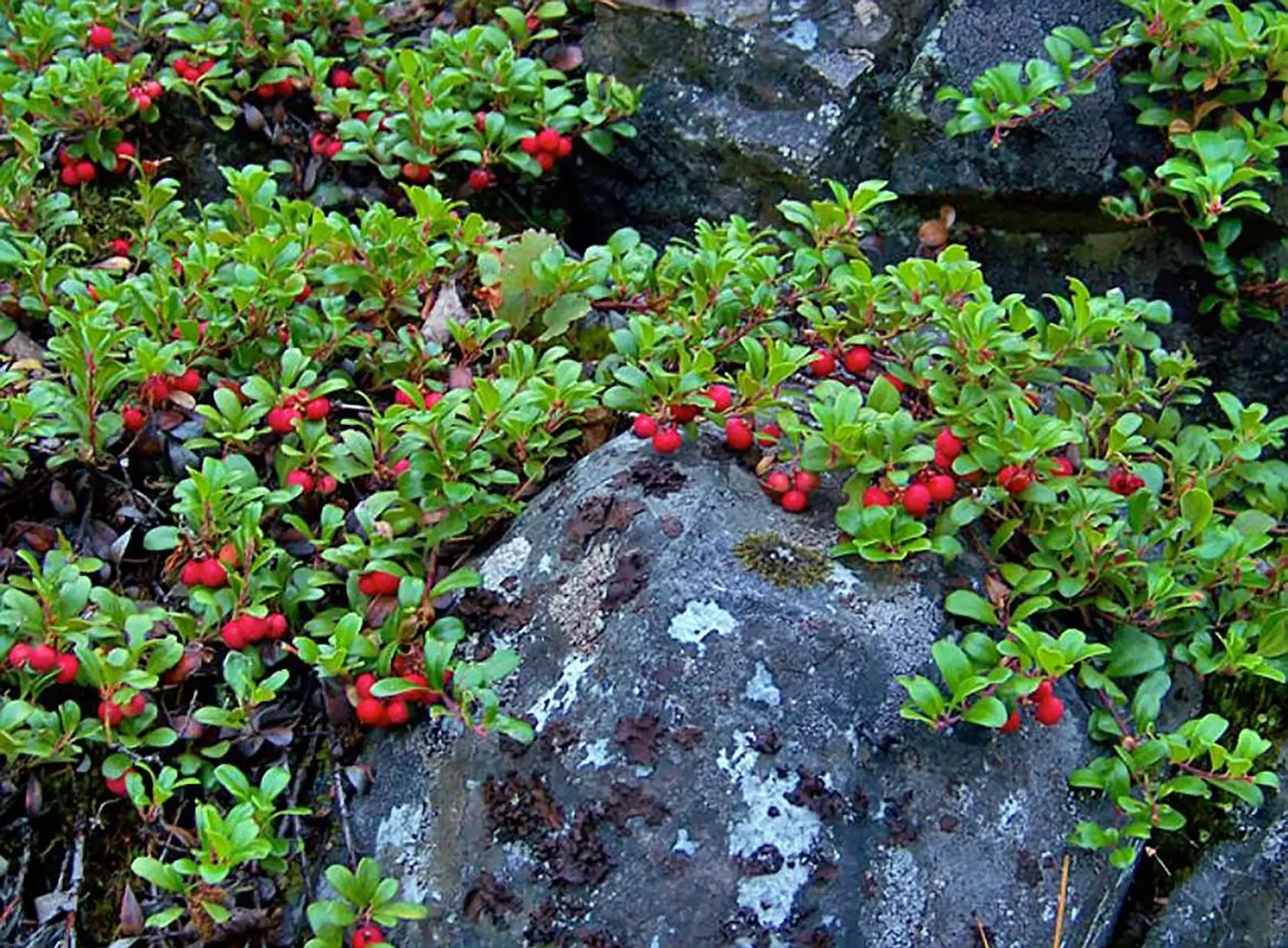 Cottoneaster / bearberry - low evergreen