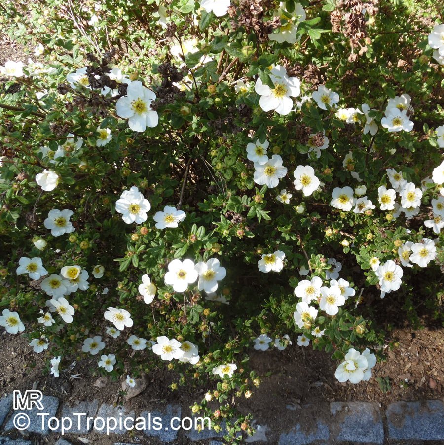 Potentilla, shrubby - white