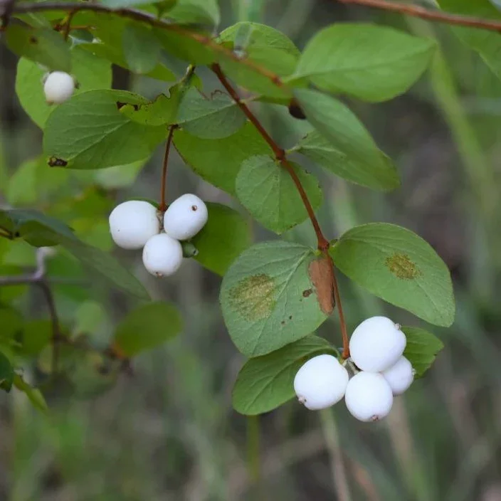 Mountain Snowberry