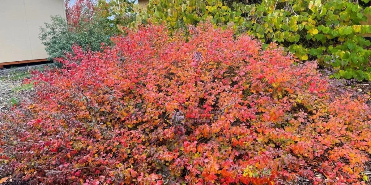 Fragrant Sumac - low gro