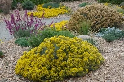 Rabbit Brush - dwarf blue
