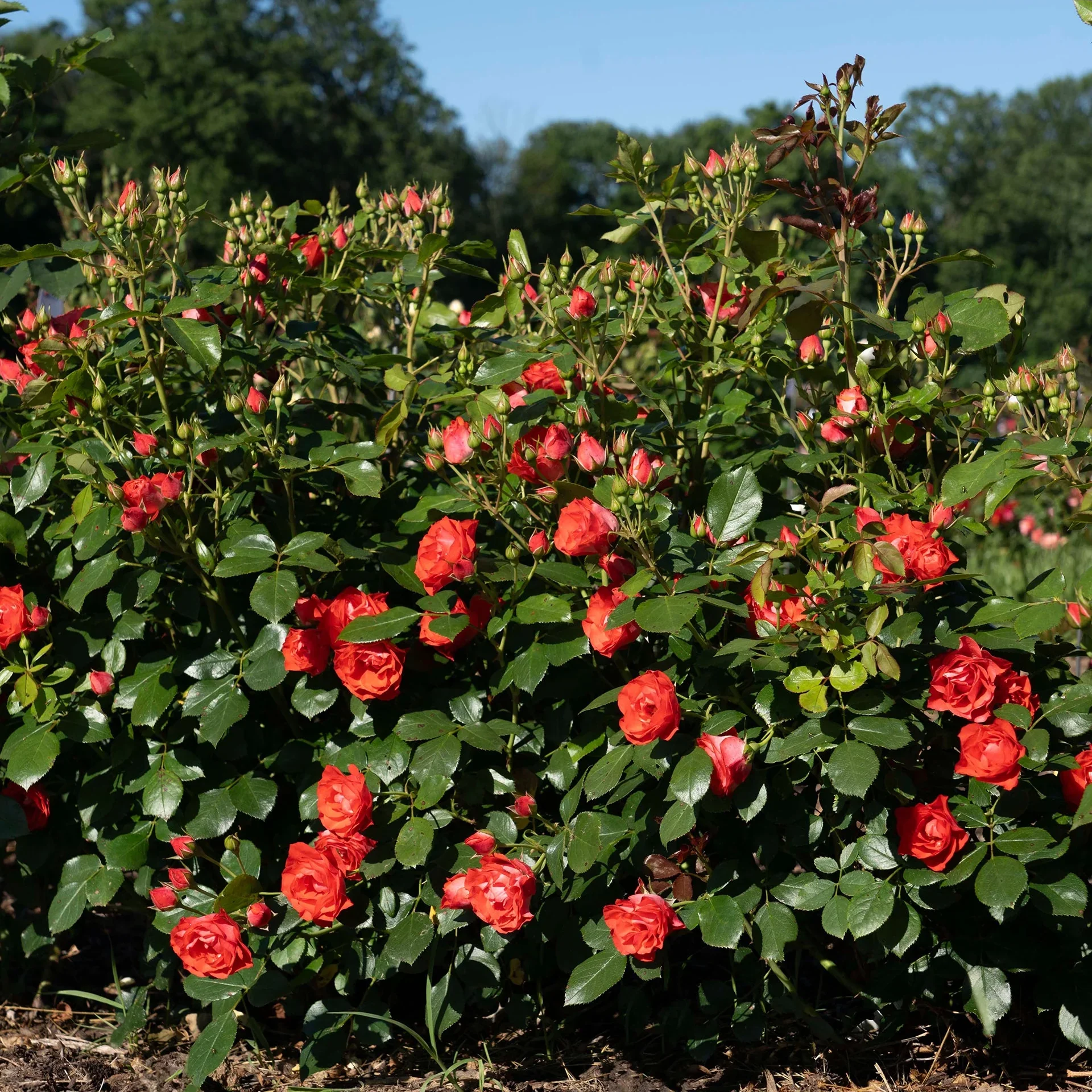 Shrub Rose 
