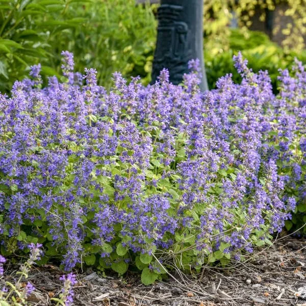 Catmint - "walker's low"