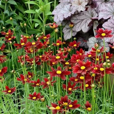 Coreopsis - red