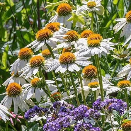 Echinacea (coneflower) - white