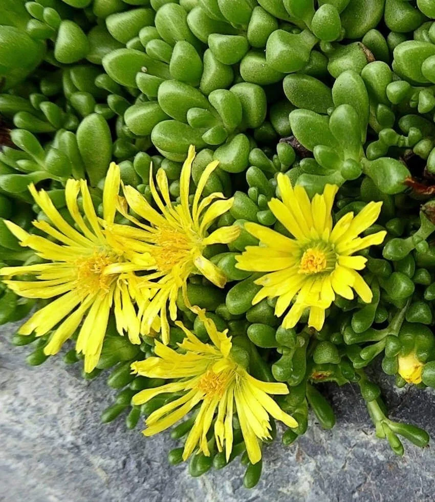 yellow ice plant.jpg