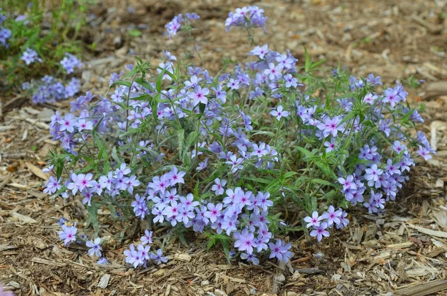 Phlox, creeping - "emerald blue"