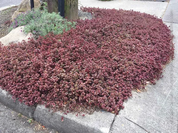 Sedum "Dragonsblood"