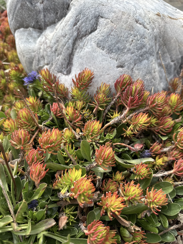 Sedum 'Angelina'