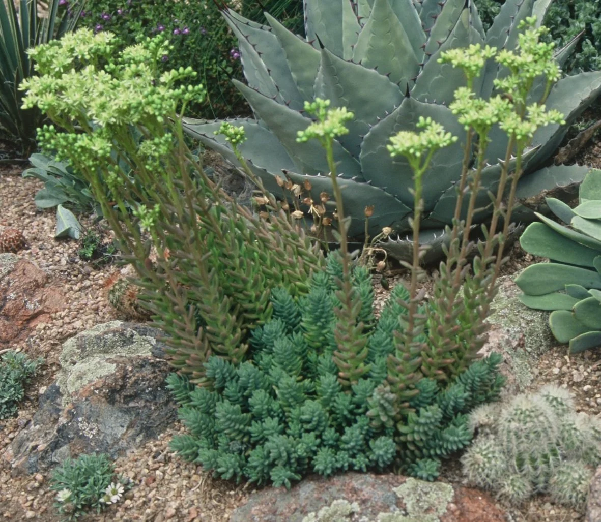 Sedum (Blue Spruce) 'Turquoise Tails'